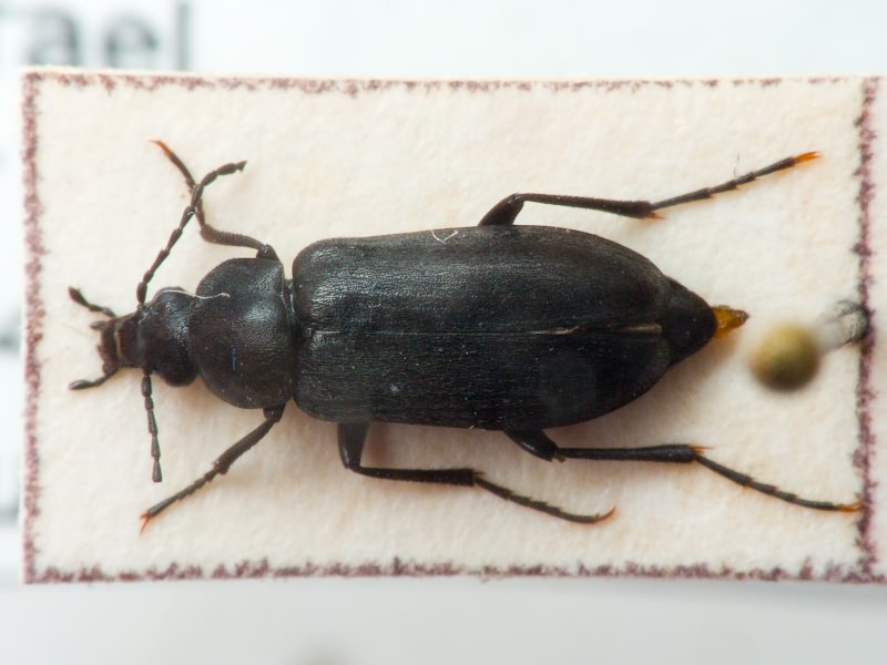 Tenebrionidae Latreille, 1802